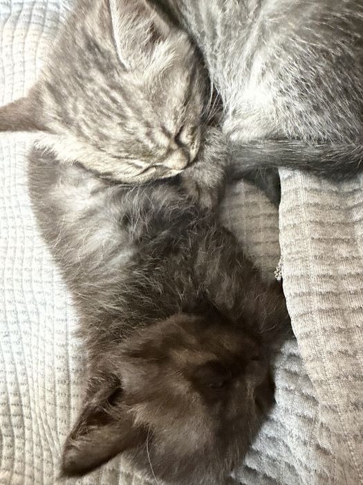Котят отдам в хорошие руки