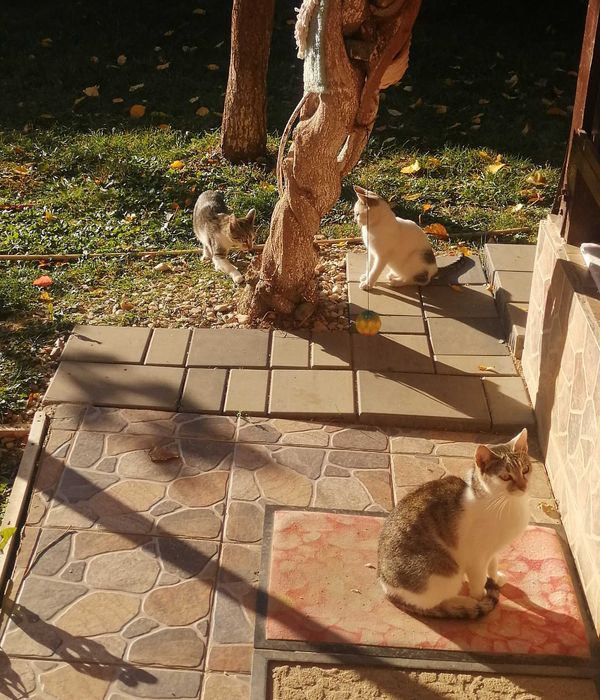 Donez pisici si motanei