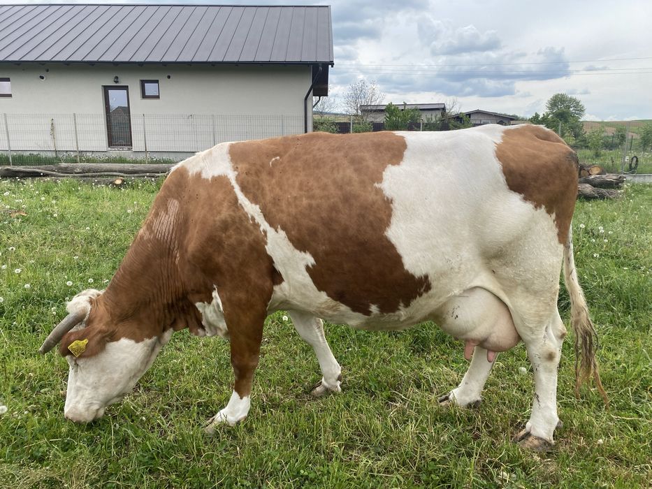 Vaca baltata romaneasca