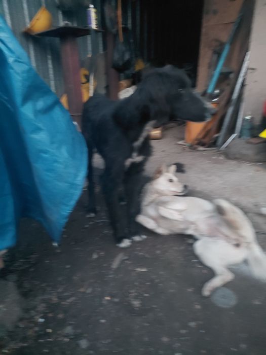 Найден тазы щенок