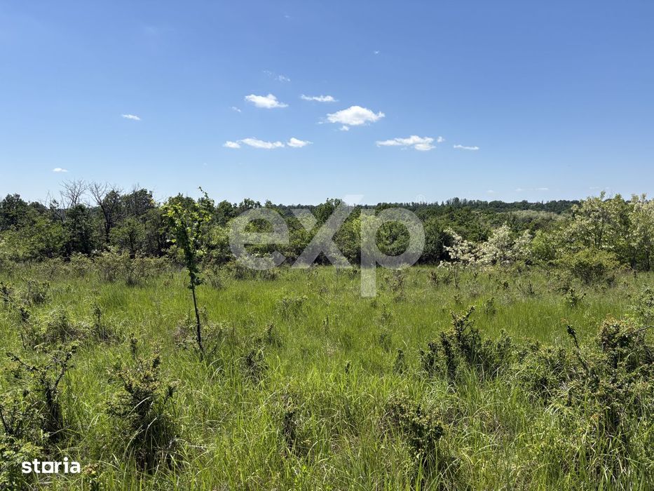 Intravilan 3015 mp Mosoaia | 48 ml deschidere | Langa padure