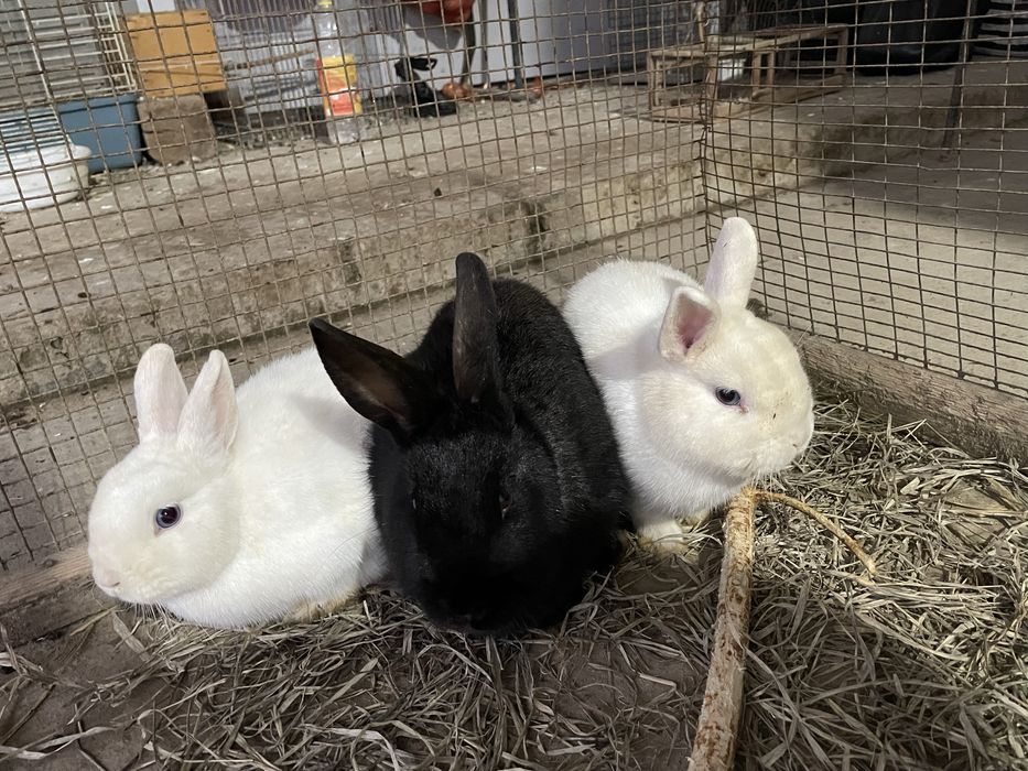 tozaa karlik quyonlari sotiladi