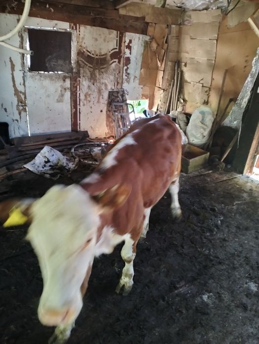 Продам 3х не телец и быка