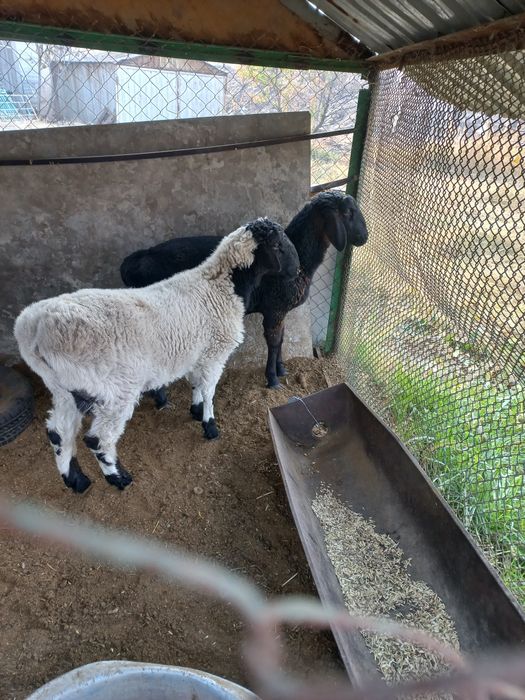 Qoyla sotiladi arpa boģdoyda boqilgan qoy