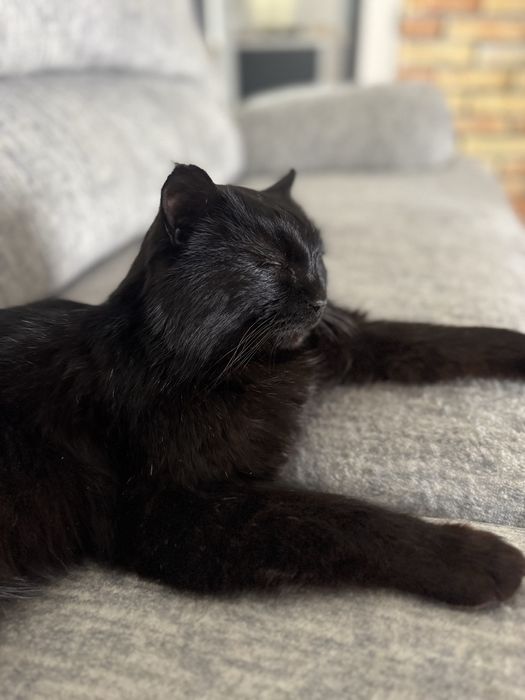 Черный кот в добрые руки