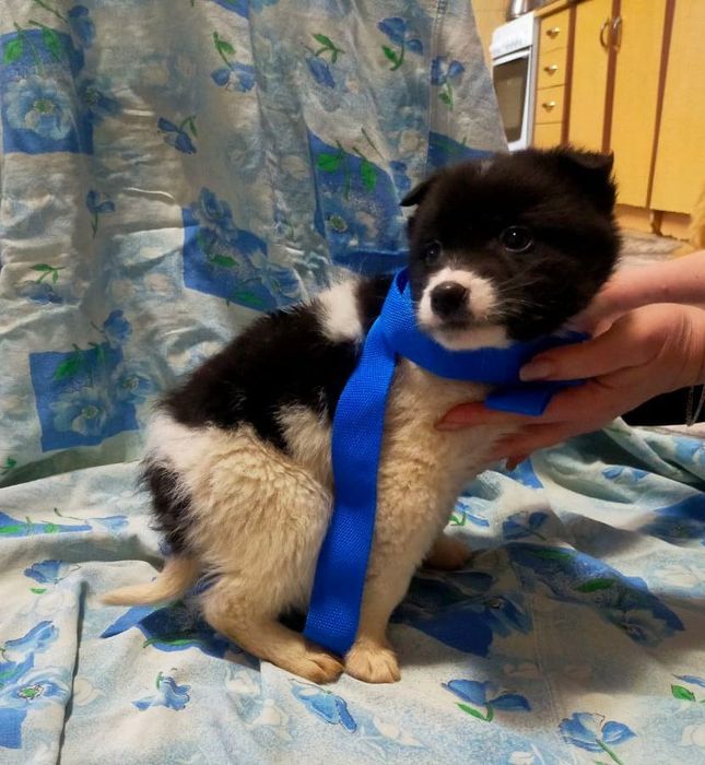 Отдам щенков. 4 мальчика и 2 девочки.