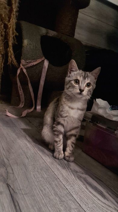 Котенок в добрые руки