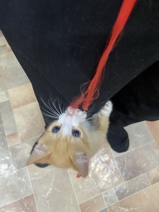 котенок по имени Варг