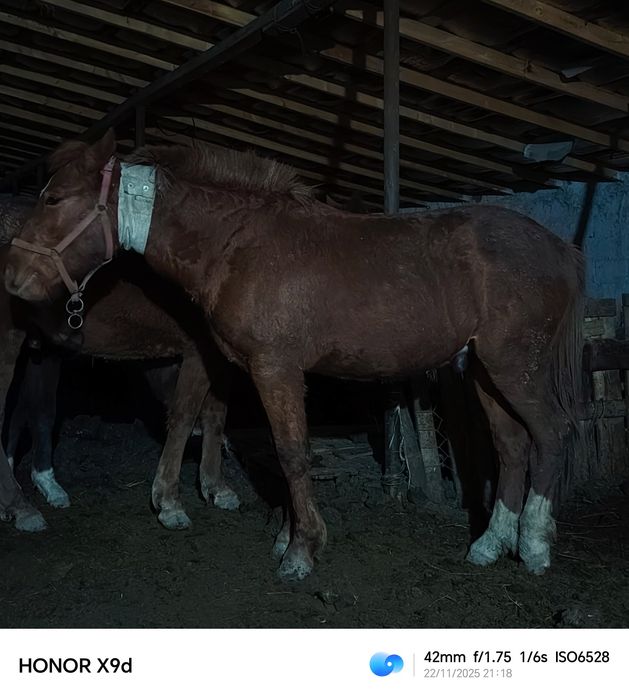 Тай кунан ат жылкы