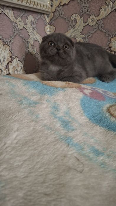 Продается котенок скоттиш фолд.