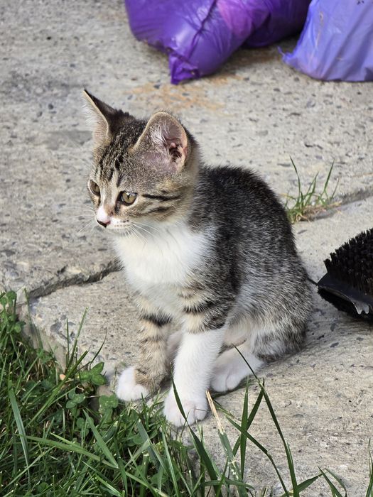Adoptie pui pisica - Banesti, Prahova