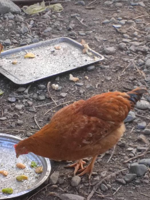 Петушки куры продам