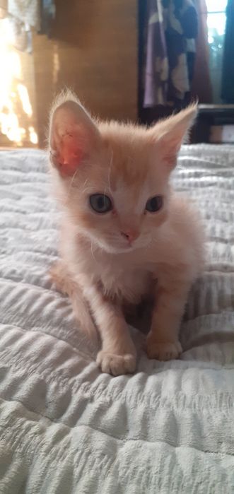 Котята в очень очень заботливые руки