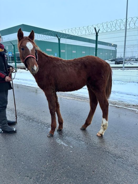 Жабагы тай жылкы тай