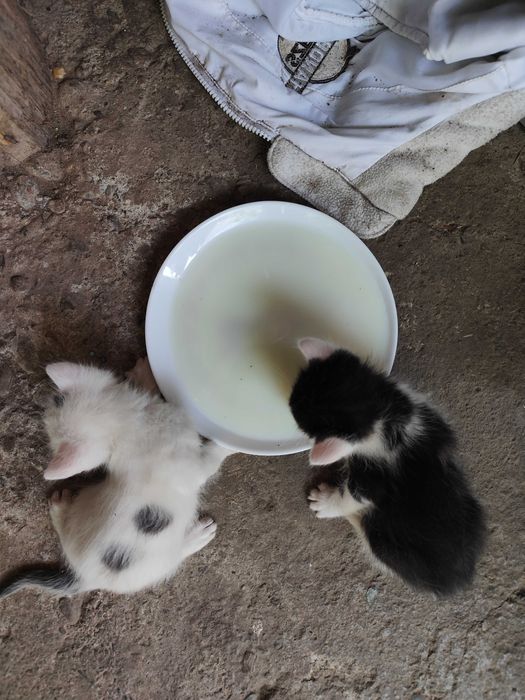 Pisici pentru adopție