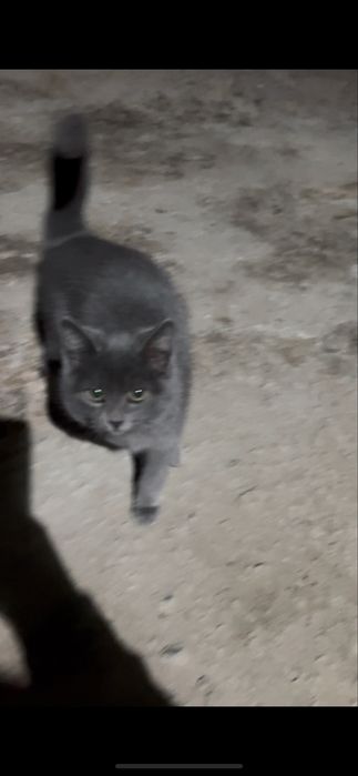 Котенок маленький