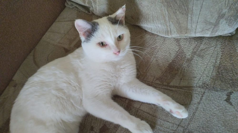 Котик в поисках дома