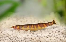 Kuhli Loach.    .