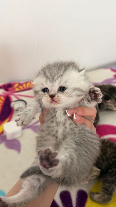 Продаётся котята