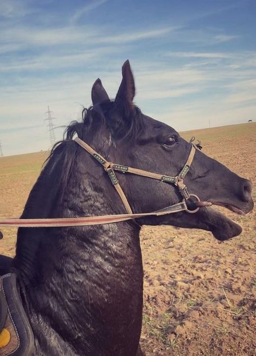 Продаётся лошадь