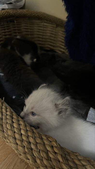 Мальчик Американский керл