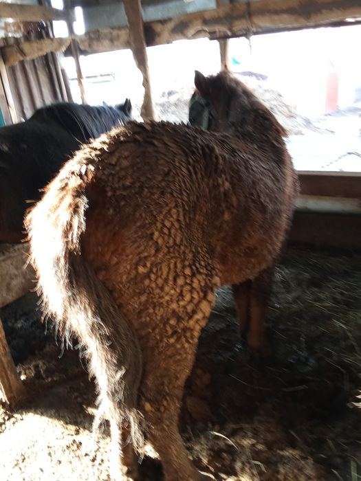 Продаю кунана  жырный