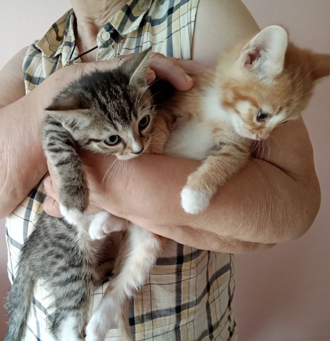 Отдам котят в добрые руки