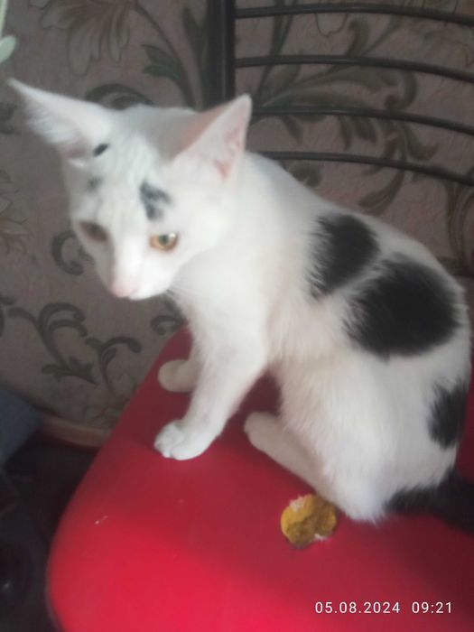 Котенок даром в хорошие и добрые руки