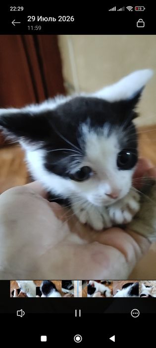Милая Кошечка в добрые руки