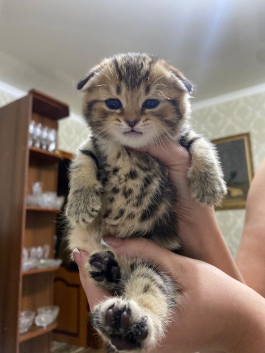 Продаются шикарные котята