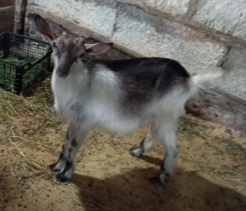 Продам козочек и козленка