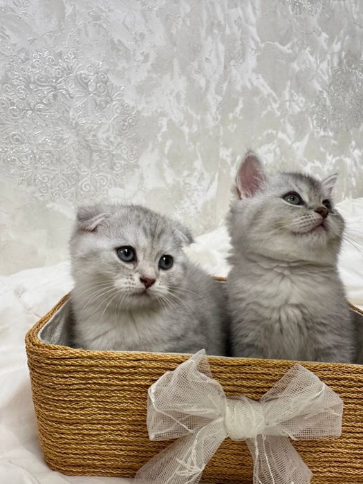 Продаются Котята