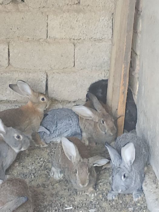 Куëнларимиз сотилади