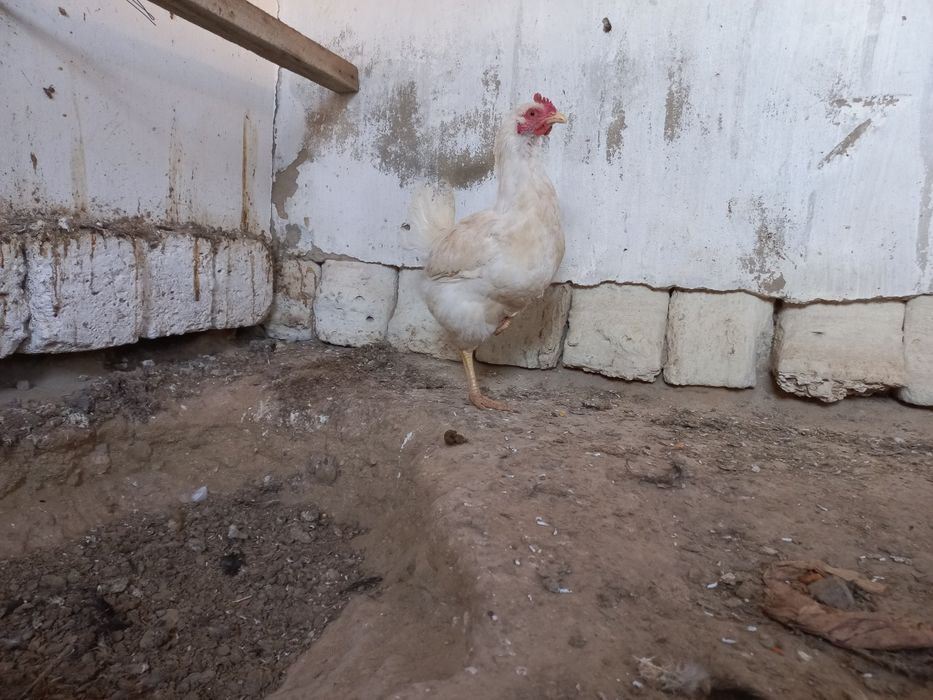 Атеш сатылады!!!