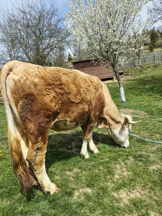 Vând junincă de 3 ani