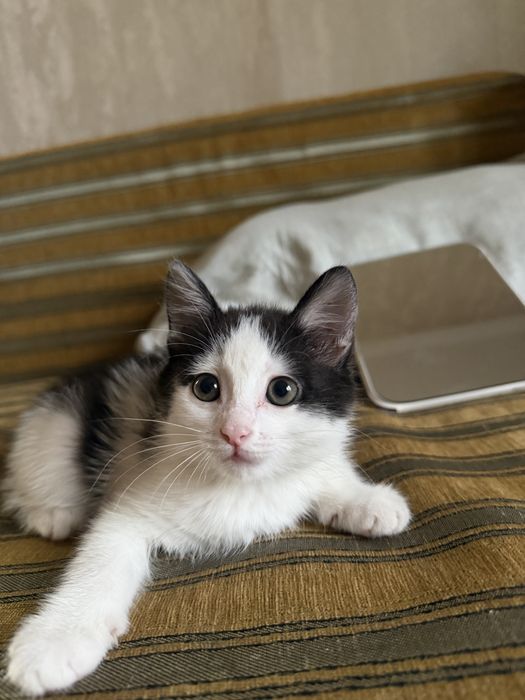 Отдаю котенка бесплатно