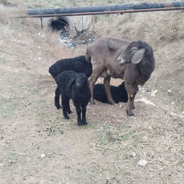 Qoy sotiladi Egiz 3 bolali