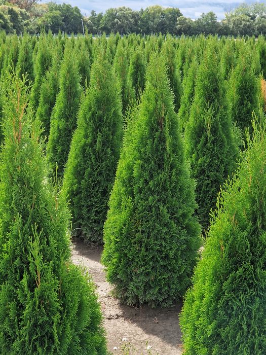 Poze reale - tuia extra - thuja smaragd, columnaris, leylandii etc