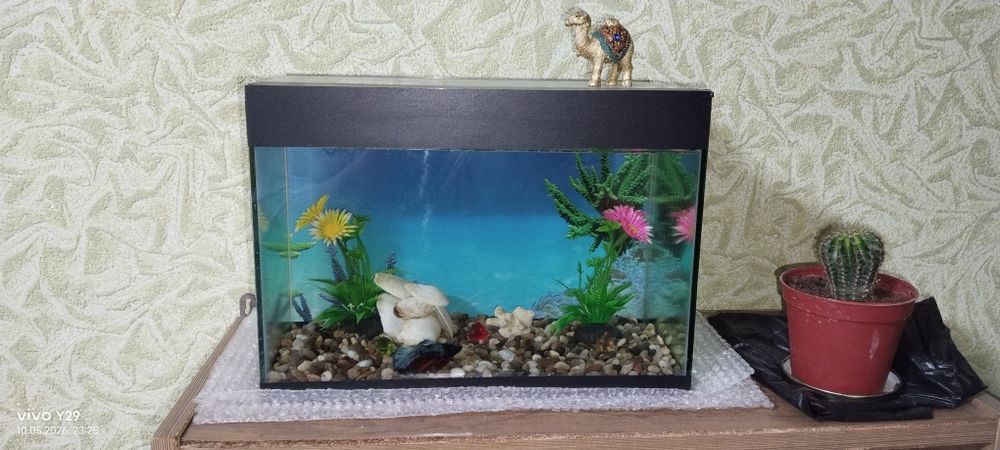 Аквариум с рыбкой