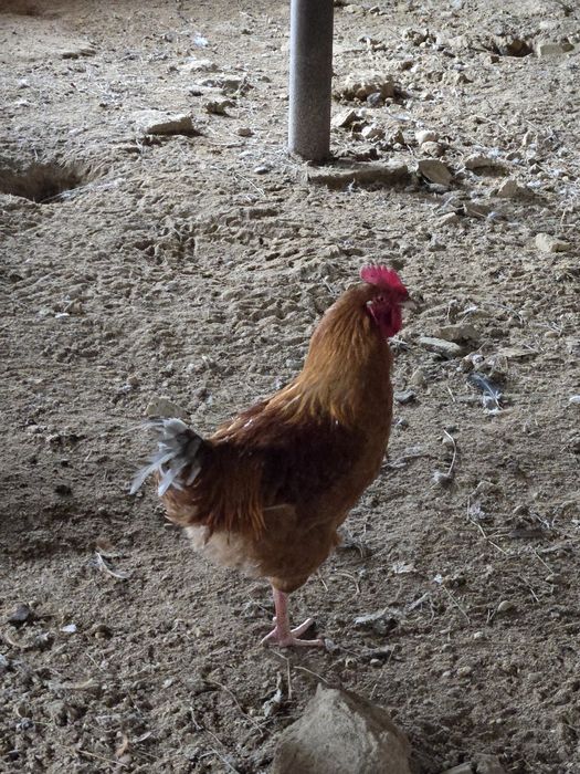 Жас кучин атештер бар сатылатын  багасы 4000