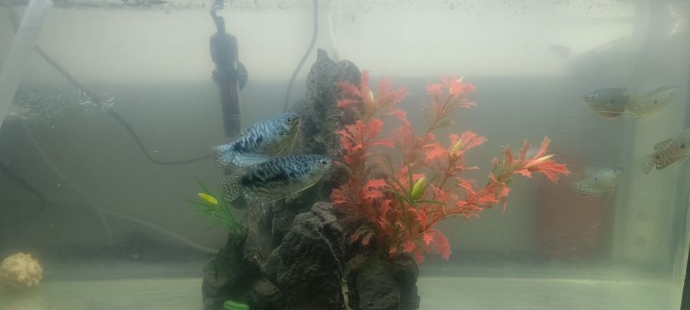 Гурами, рыбки в аквариуме