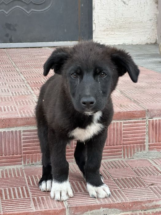 Щенок мальчик 2мес