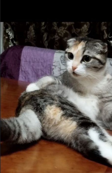 Шатланская кошка (девочка) + С ДОМИКОМ