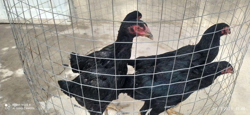 Дакан макиёнла бор