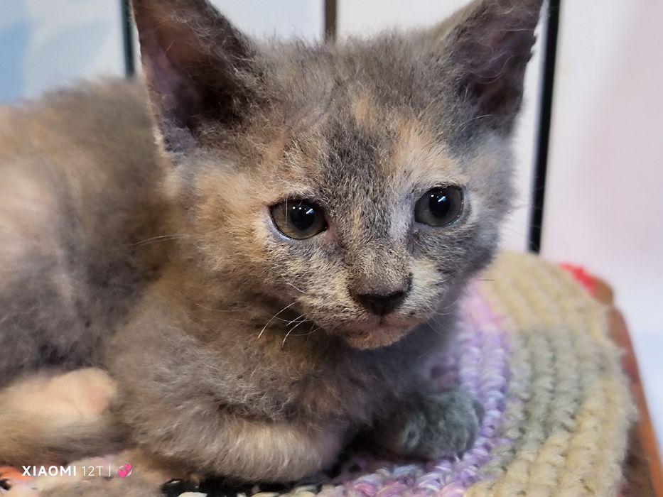 Отдам девочку котёнка,рожденую от сфинксов хорошие руки