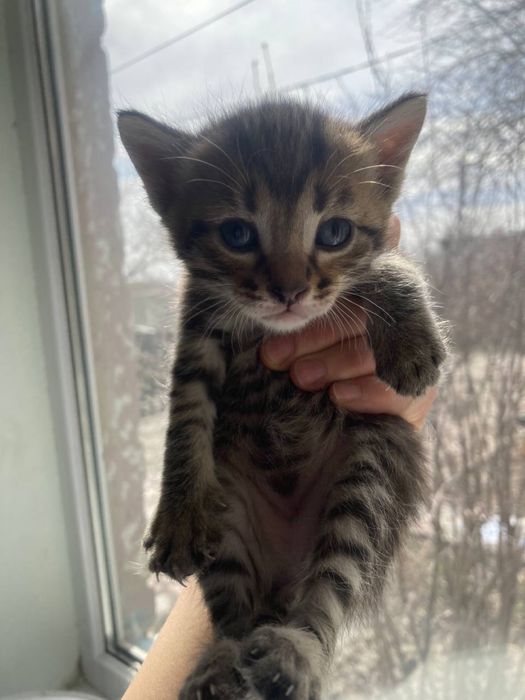 Отдам котят в добрые руки