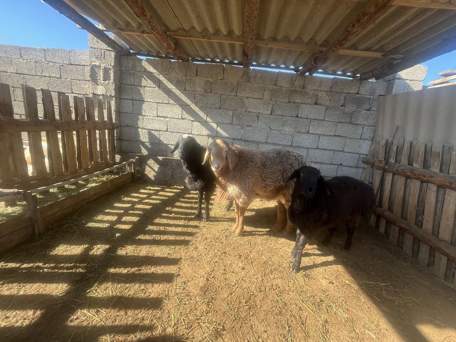 Қошқарлар сатылады