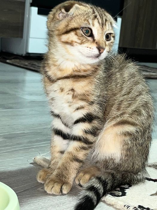 Срочно мушук сотилади