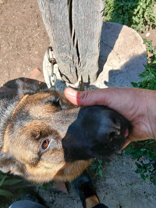Търси дом, женска немска овчарка на 3 години