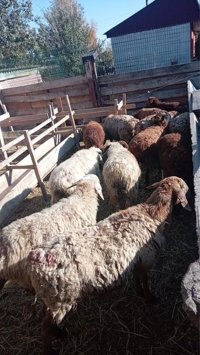 Продам баранов, цена договорная